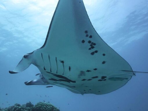 Une Odyssée aquatique Une Odyssée aquatique