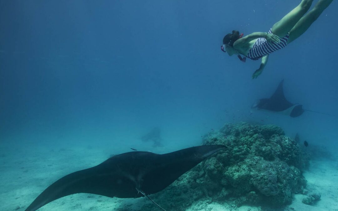 The Awakening of the Manta Rays