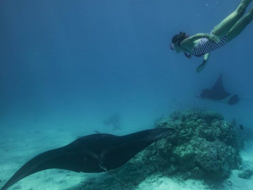 Le réveil des Raies manta Le réveil des Raies manta